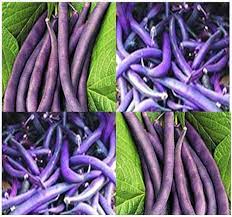 Dwarf Beans Purple Queen Vegetable Seeds