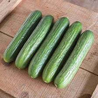 Katrina – Cucumber Seed