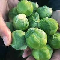 Silvia – Brussels Sprout Seed