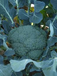 Imperial – Broccoli Seed