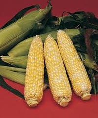 Seminole Sweet XR – Corn Seed