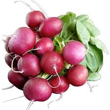 Bacchus – Purple Radish Seeds