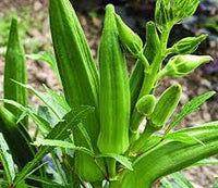 Okra Varsha Vegetable Seeds