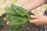 Flamingo – Spinach Seed