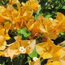 California Gold Bougainvillea Flower Seeds for Planting - Heirloom and Non-GMO Garden Seeds