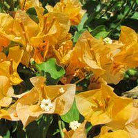 California Gold Bougainvillea Flower Seeds for Planting - Heirloom and Non-GMO Garden Seeds