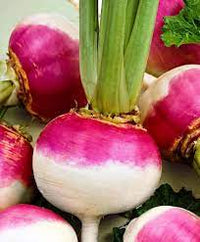 Turnip Imported, Turnip Purple Top Vegetable Seeds