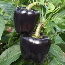 Lilo – Organic Bell Pepper Seed