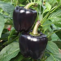 Lilo – Organic Bell Pepper Seed