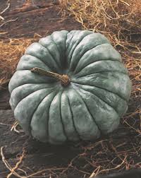 Jarrahdale Large – Pumpkin Seed
