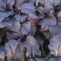 Red Kingdom – Asian Green Seed