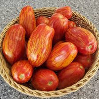 Speckled Roman – Organic Tomato Seed