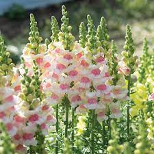 Potomac Appleblossom Snapdragon Seed