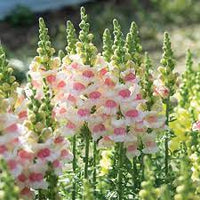 Potomac Appleblossom Snapdragon Seed