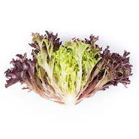 Salanova Red Gem – Pelleted Lettuce Seed
