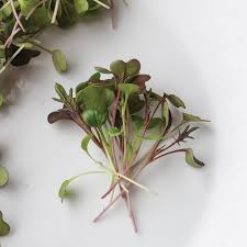 Kale, Kalefetti Mix – Organic Microgreen Seed