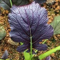 Red Kingdom – Asian Green Seed