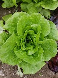 Salvius – Lettuce Seed