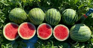 Onza – Seedless Watermelon Seed