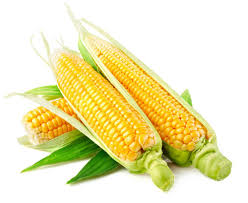 Super – Sweet Fruit Corn Seeds Cultivation Sweet Waxy High