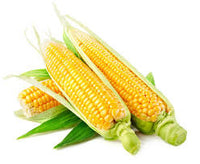 Super – Sweet Fruit Corn Seeds Cultivation Sweet Waxy High