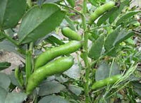 Broad Bean- Coles Dwarf