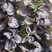 Red Cloud – Red Tatsoi Seeds