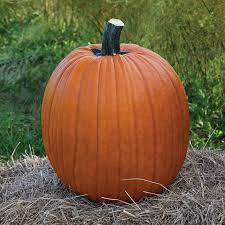 Jack of Hearts – Pumpkin Seed