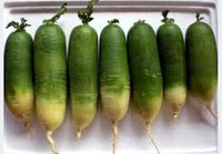 Green Luobo Improved – Radish Seed