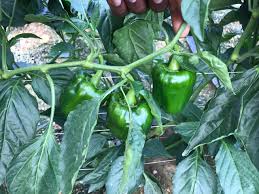 Green Machine – Bell Pepper Seed