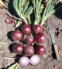 Barolo – Onion Seed