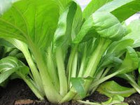 Green Pac – Bok Choy Seeds