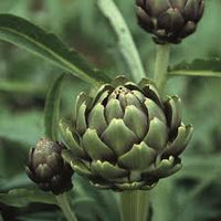 Imperial Star – Artichoke Seed