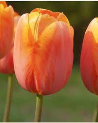 Menton Exotic – Tulip