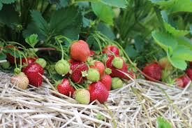Galletta – Strawberry Seed Plants