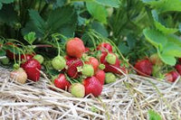 Galletta – Strawberry Seed Plants