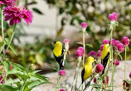 QIS? Carmine – Gomphrena Seed