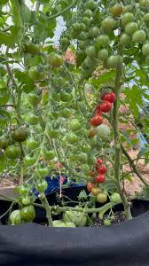Mochi – Cherry Tomato Seeds