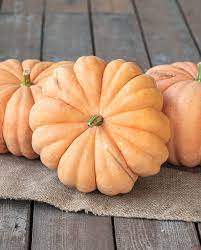 Pumpkin- Moranga 25g