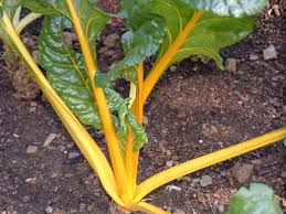 Oriole – Organic Swiss Chard Seed