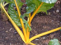 Oriole – Organic Swiss Chard Seed
