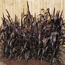 Purple Majesty – Ornamental Grass Seed