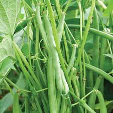 Jade – Organic Bean Seed