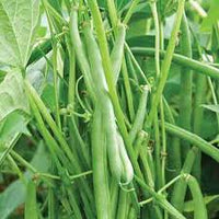 Jade – Organic Bean Seed