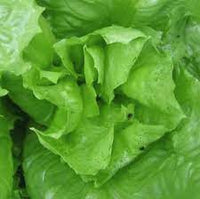 Endive- Batavian Broadleaf