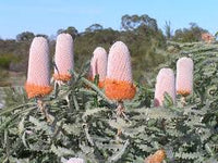 Banksia- Acorn (Dwarf)