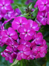 Desire Bambini Phlox