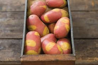 Pinto Gold – Seed Potatoes