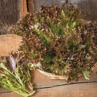 Rhone – Organic Pelleted Lettuce Seed