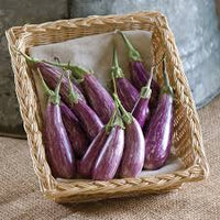Fairy Tale – Eggplant Seed